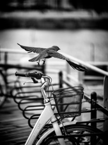 En skildring av djurliv i staden.